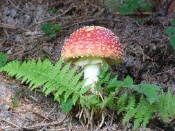 fly agaric mushroom