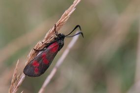 six-spot burnet, Zygaena filipendulae, day moth on spike of grass