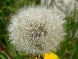 dandelion seed ball