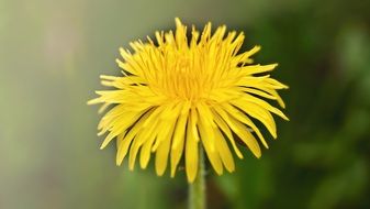 yellow dandelion with pointed petals
