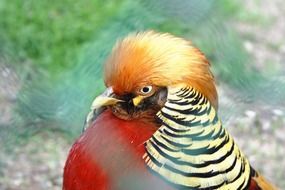 A rooster with colored feathers in nature