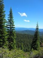 bewitching forest trees