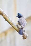 Photo of red vented bulbul bird