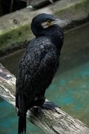 eagle water bird