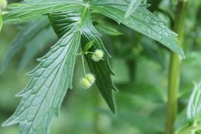 fluffy seeds on a green stalk