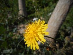 yellow common dandelion in a forest close-up on blurred background