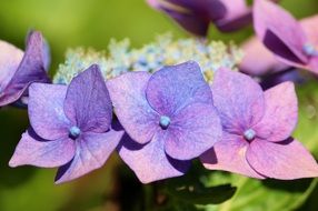 purple petals of hydrangea