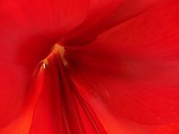 bright red flower core macro