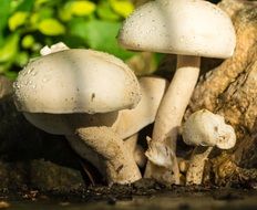 white mushrooms in a forest glade