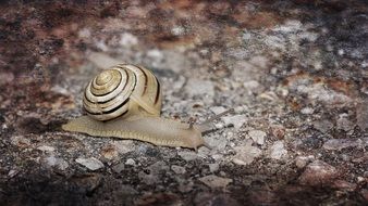 snail shell mollusk