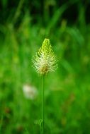 phyteuma spicatum