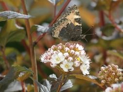 Butterfly on the small white flowers