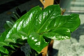 Beautiful green shiny leaf