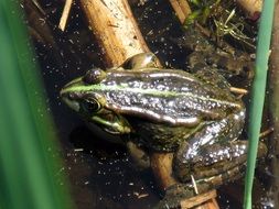wondrous frog