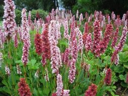 pink and red bistort flowers