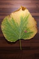 elm leaf on a wooden surface