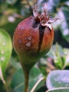 rose bud close up