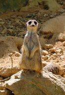 meerkat in a natural habitat