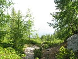 mountain path in larch forest