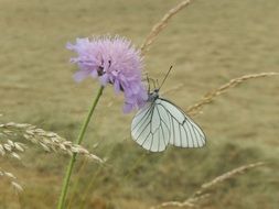 White and green butterfly on the purple flower