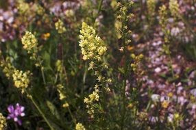 mignonette on the flower field