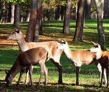 group of red deers between trees in autumn forest