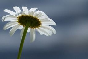 bottom side of daisy