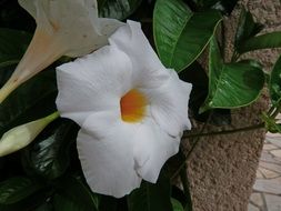 white diplodenia flowers macro