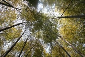 green bamboo forest with green leaves