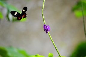 butterfly flies near the purple flower