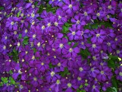 ornamental violet clematis flowers