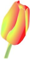 yellow and orange tulip, drawing