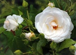 green bush white rose close-up on blurred background