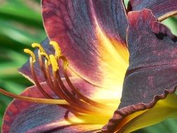 day lily flower close-up