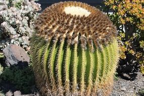 wonderful cactus plant