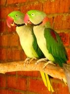tropical birds couple