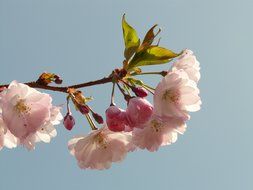 flowering cherry on a branch on a background of bright sky