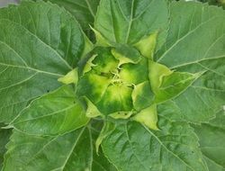 sun flower bud