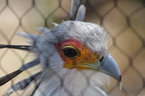 wild bird in a cage