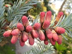 Red abies procera flowers