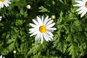 daisy flower spring