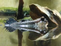 mudskipper fish animal water