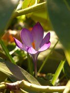 purple crocus in wild