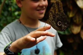 butterfly on the boy's finger