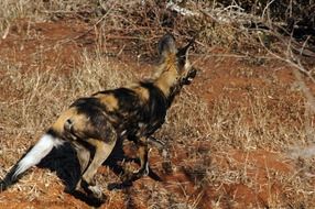 wild dog in africa