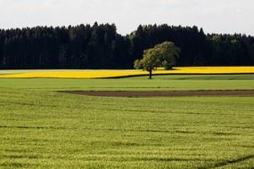 picturesque landscape of rapeseed fields