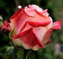amazing beautiful rose flower