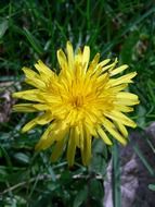 yellow bright flower close-up