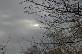 tree branches against a gray sky at dusk in spring