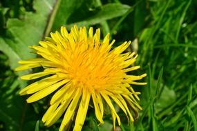 yellow dandelion among green grass